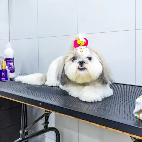 Vet_Dog_Atendimento-38